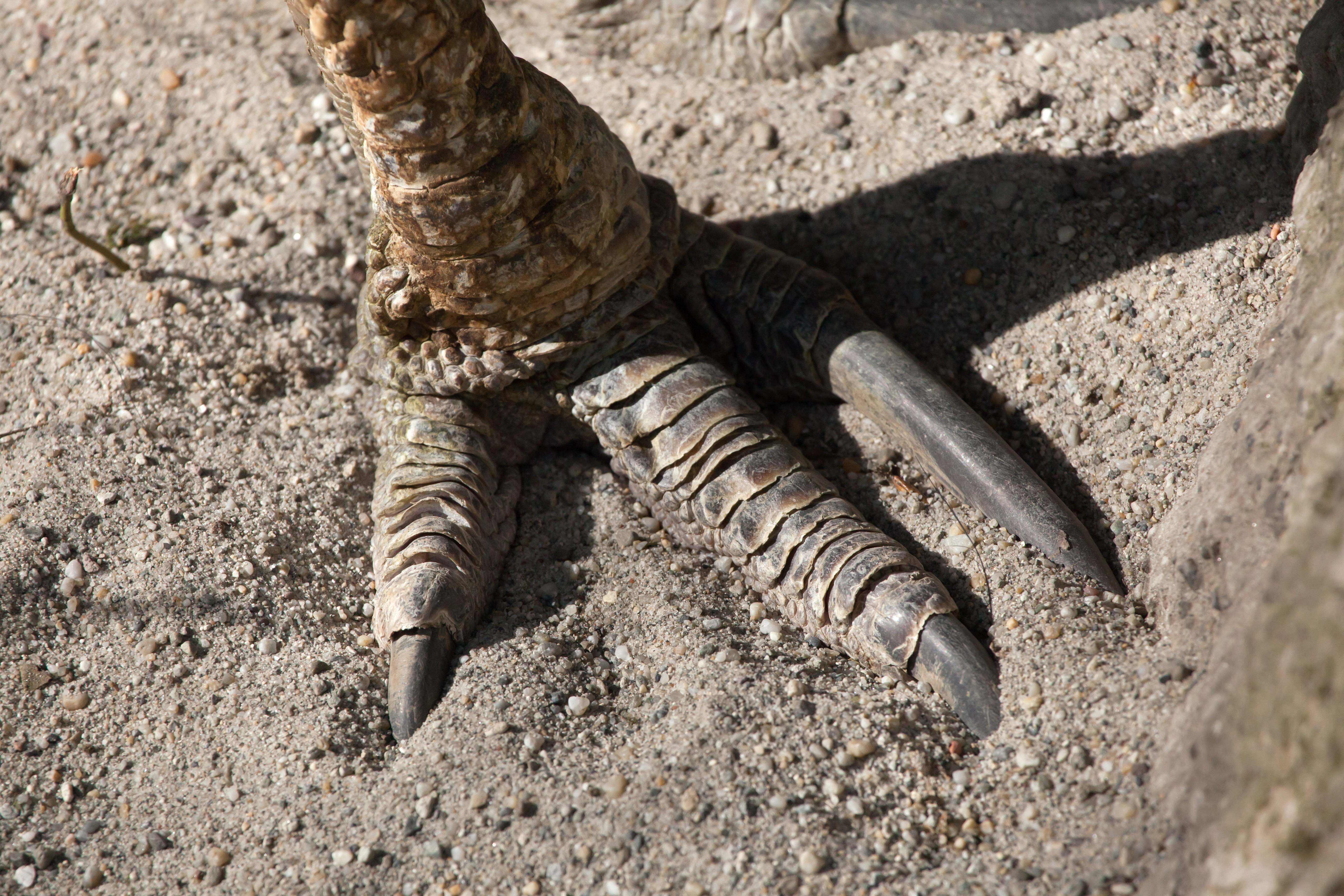 Cassowary feet show what dinosaur's likely looked like. 