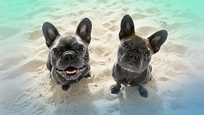 Dogs of the ASX 2025: who bit, who limped, and who’s ready to run?