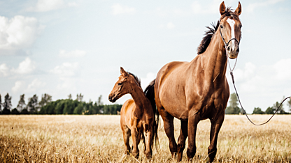 Small Caps: 'slow horses' no more