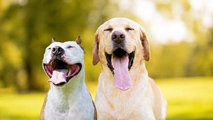 Dogs of the ASX for the 2026 Financial Year