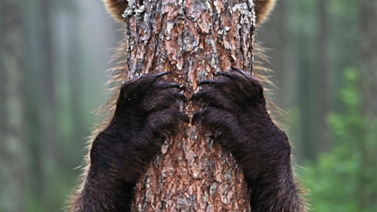 Seven deadly sins of investing: Confirmation bias & the death of the bear case